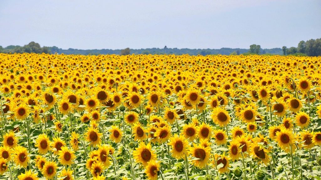 sunflower-832793_1280