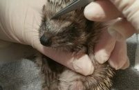 panse-betes_herisson_juvenile(1)