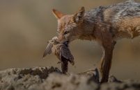 belle-photo-d-un-renard-de-sable-humide-tenant-un-oiseau-mort-dans-sa-bouche