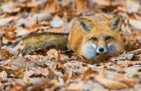 gros-plan-d-un-renard-mignon-couche-sur-le-sol-avec-des-feuilles-d-automne-tombees