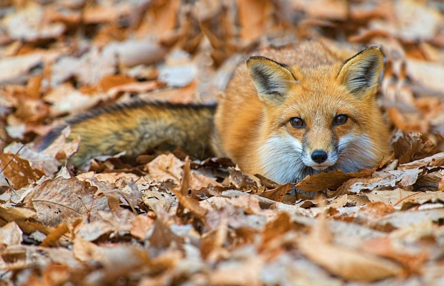 gros-plan-d-un-renard-mignon-couche-sur-le-sol-avec-des-feuilles-d-automne-tombees
