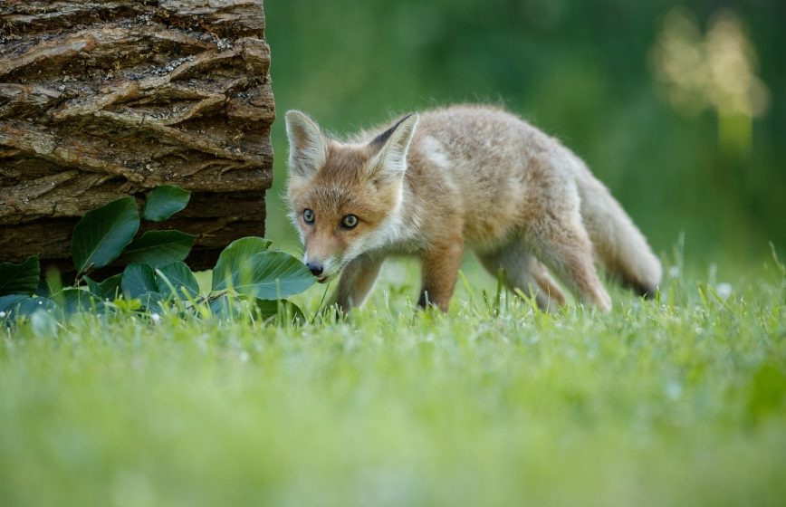 red-fox-vulpes-vulpes-a-foret-europeenne