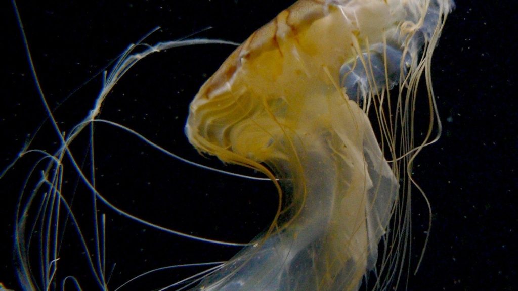 Qualle_Kompaßqualle_2006-01-02_2